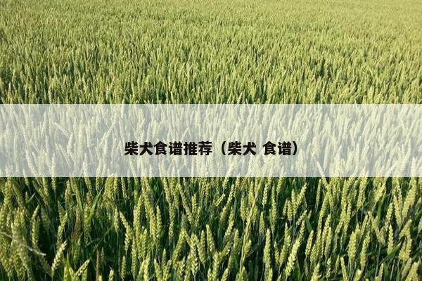 柴犬食谱推荐（柴犬 食谱）