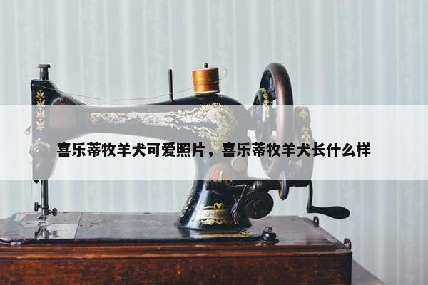 喜乐蒂牧羊犬可爱照片，喜乐蒂牧羊犬长什么样