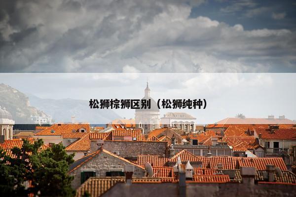 松狮棕狮区别（松狮纯种）