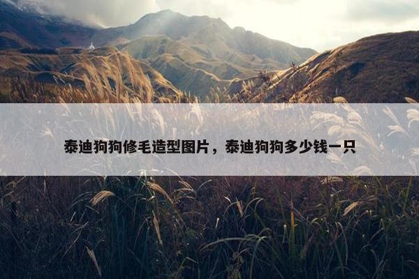 泰迪狗狗修毛造型图片，泰迪狗狗多少钱一只