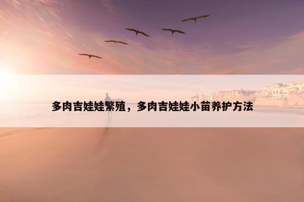 多肉吉娃娃繁殖，多肉吉娃娃小苗养护方法