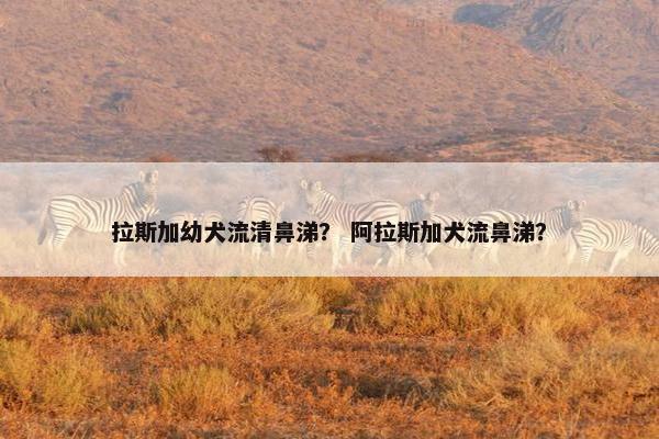 拉斯加幼犬流清鼻涕？ 阿拉斯加犬流鼻涕？