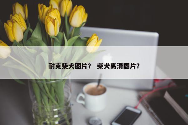 耐克柴犬图片？ 柴犬高清图片？