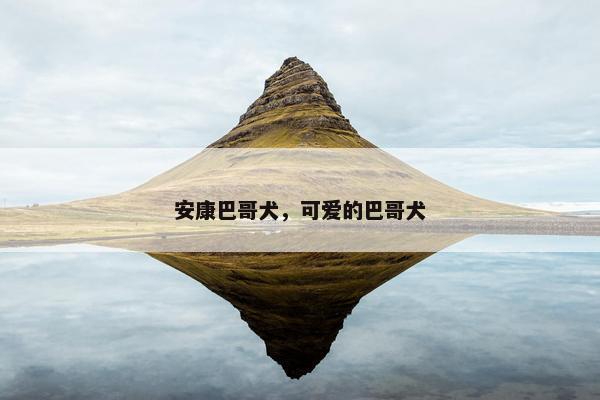 安康巴哥犬，可爱的巴哥犬
