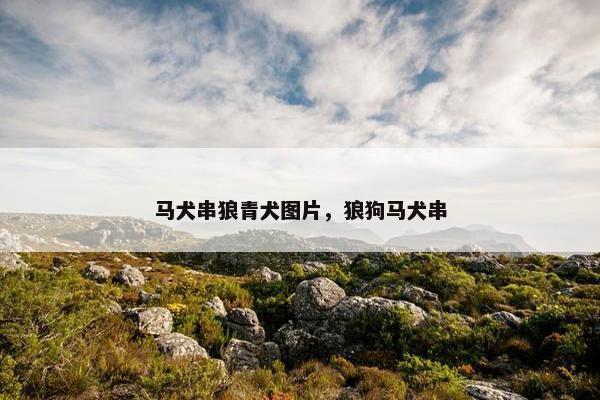 马犬串狼青犬图片，狼狗马犬串