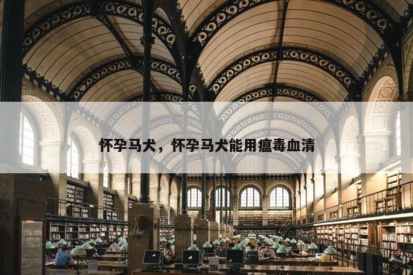 怀孕马犬，怀孕马犬能用瘟毒血清