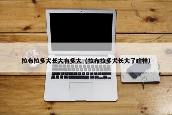 拉布拉多犬长大有多大（拉布拉多犬长大了啥样）