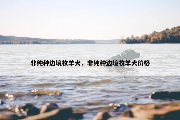 非纯种边境牧羊犬，非纯种边境牧羊犬价格