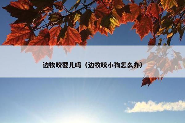 边牧咬婴儿吗（边牧咬小狗怎么办）