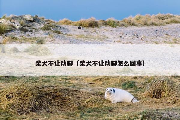 柴犬不让动脚（柴犬不让动脚怎么回事）