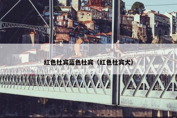 红色杜宾蓝色杜宾（红色杜宾犬）