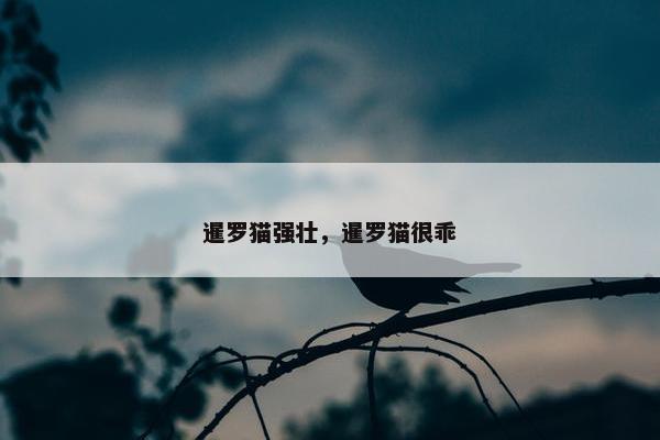 暹罗猫强壮，暹罗猫很乖