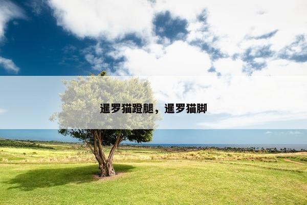 暹罗猫蹬腿，暹罗猫脚