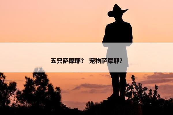 五只萨摩耶？ 宠物萨摩耶？