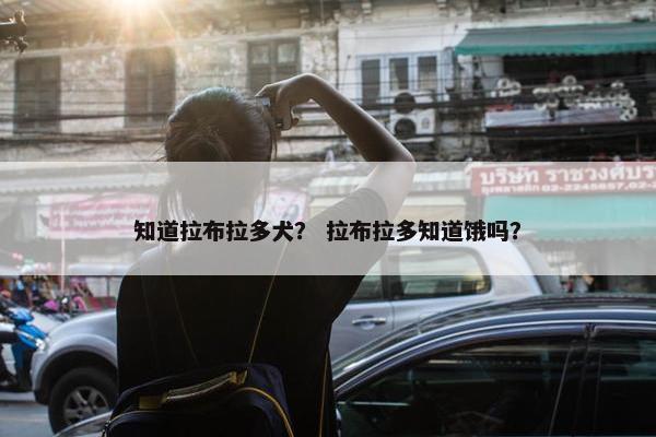 知道拉布拉多犬？ 拉布拉多知道饿吗？