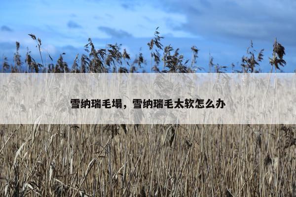 雪纳瑞毛塌，雪纳瑞毛太软怎么办