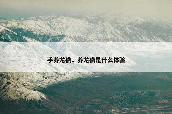 手养龙猫，养龙猫是什么体验