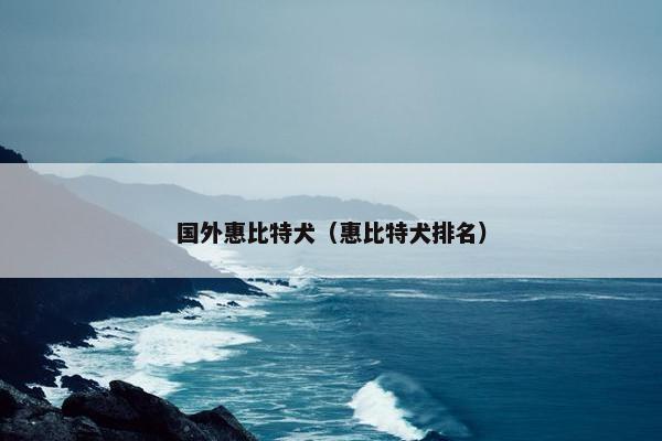 国外惠比特犬（惠比特犬排名）