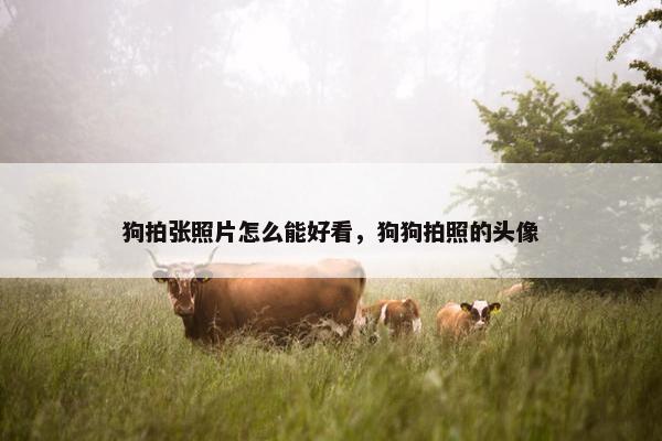 狗拍张照片怎么能好看，狗狗拍照的头像