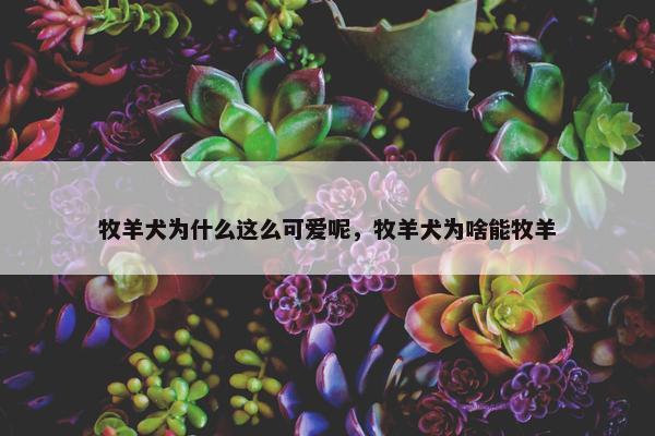 牧羊犬为什么这么可爱呢，牧羊犬为啥能牧羊