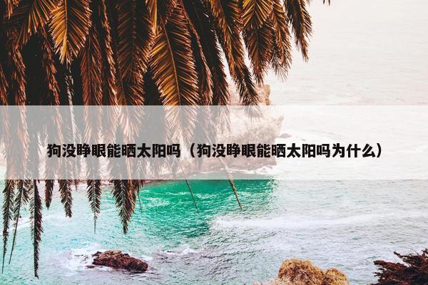 狗没睁眼能晒太阳吗（狗没睁眼能晒太阳吗为什么）
