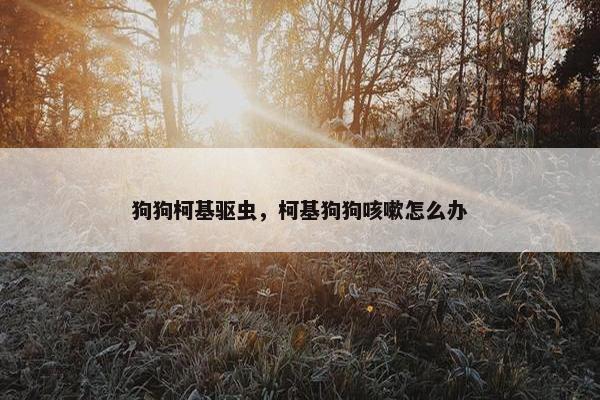 狗狗柯基驱虫，柯基狗狗咳嗽怎么办