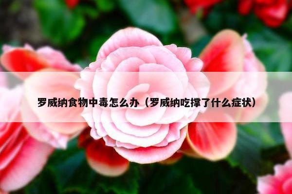罗威纳食物中毒怎么办（罗威纳吃撑了什么症状）