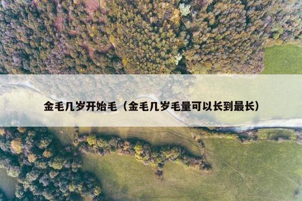 金毛几岁开始毛（金毛几岁毛量可以长到最长）