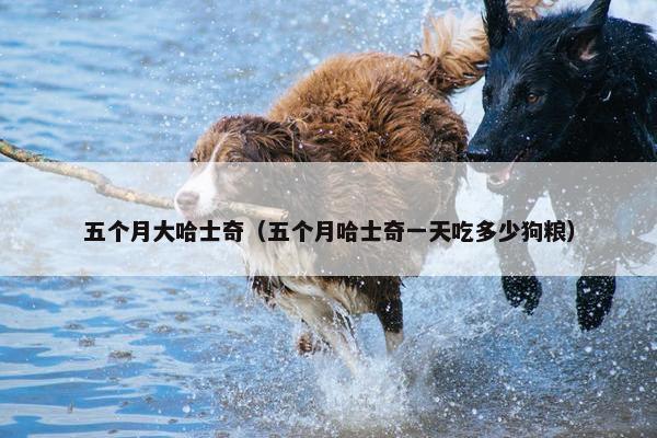 五个月大哈士奇（五个月哈士奇一天吃多少狗粮）