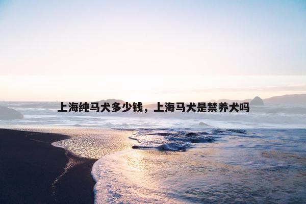 上海纯马犬多少钱，上海马犬是禁养犬吗