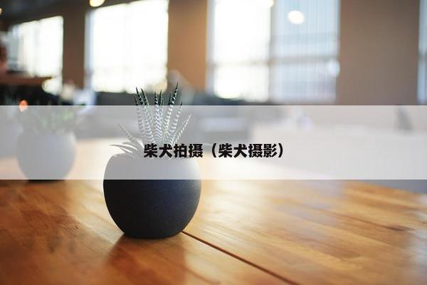 柴犬拍摄（柴犬摄影）