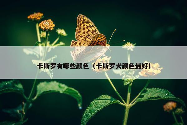 卡斯罗有哪些颜色（卡斯罗犬颜色最好）
