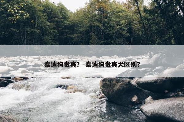 泰迪狗贵宾？ 泰迪狗贵宾犬区别？