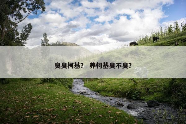 臭臭柯基？ 养柯基臭不臭？