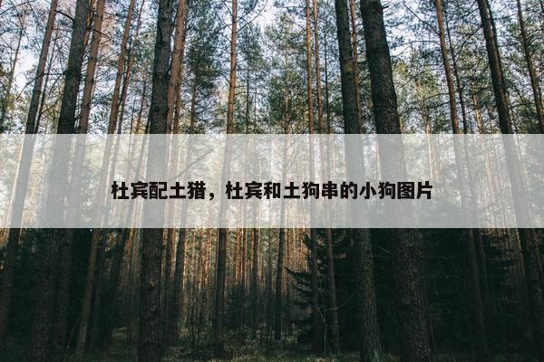 杜宾配土猎，杜宾和土狗串的小狗图片