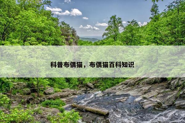 科普布偶猫，布偶猫百科知识