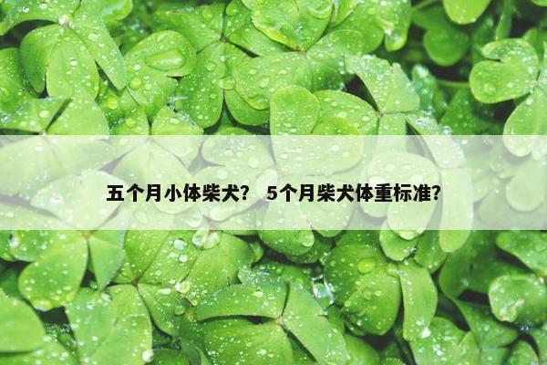 五个月小体柴犬？ 5个月柴犬体重标准？