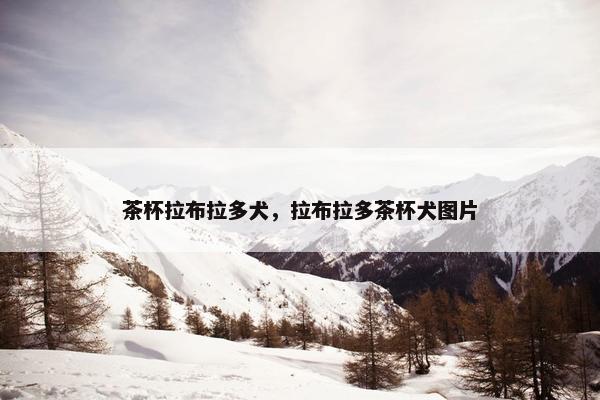 茶杯拉布拉多犬，拉布拉多茶杯犬图片