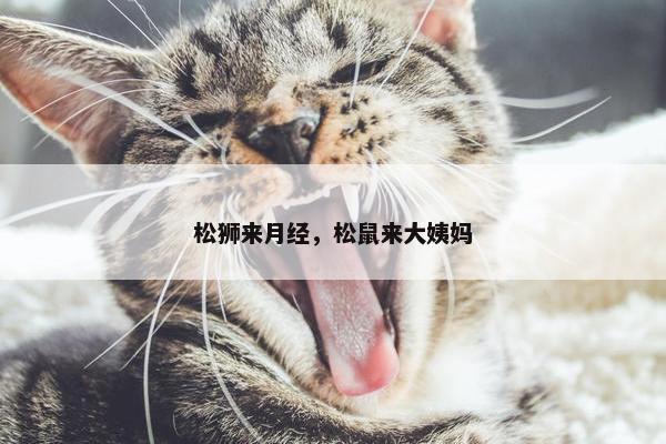 松狮来月经，松鼠来大姨妈