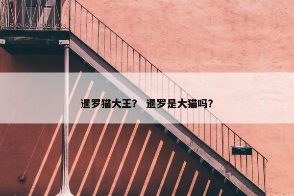 暹罗猫大王？ 暹罗是大猫吗？