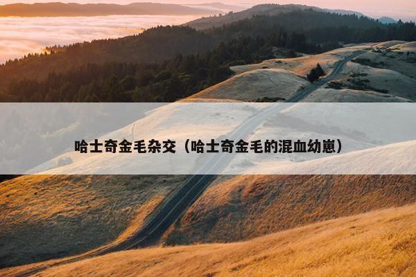 哈士奇金毛杂交（哈士奇金毛的混血幼崽）