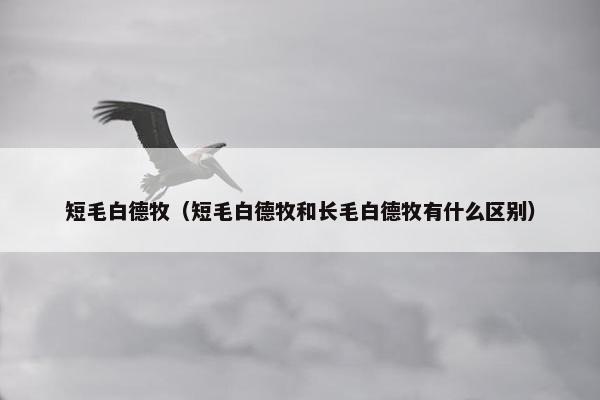 短毛白德牧（短毛白德牧和长毛白德牧有什么区别）