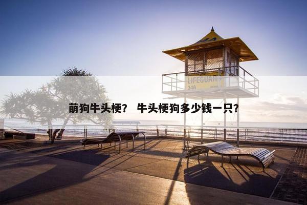 萌狗牛头梗？ 牛头梗狗多少钱一只？