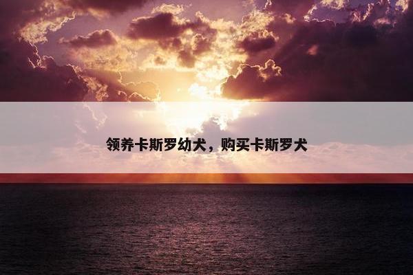 领养卡斯罗幼犬，购买卡斯罗犬
