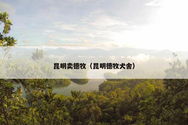 昆明卖德牧（昆明德牧犬舍）