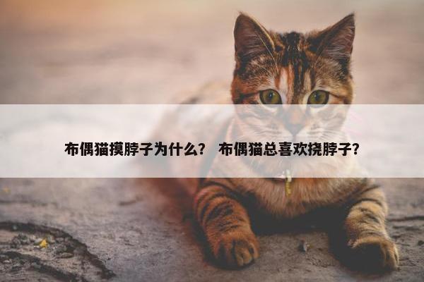 布偶猫摸脖子为什么？ 布偶猫总喜欢挠脖子？