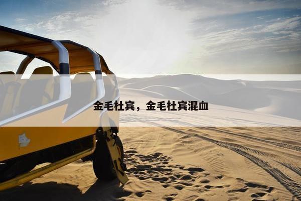 金毛杜宾，金毛杜宾混血