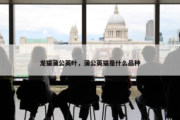 龙猫蒲公英叶，蒲公英猫是什么品种