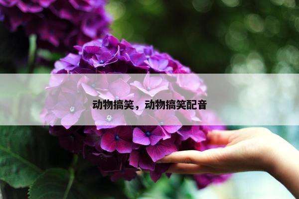 动物搞笑，动物搞笑配音