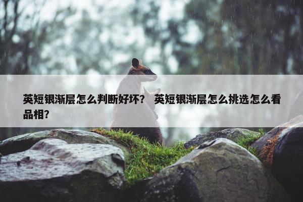 英短银渐层怎么判断好坏？ 英短银渐层怎么挑选怎么看品相？